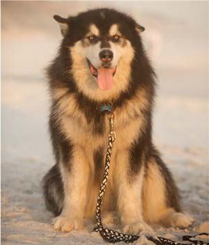 Hudsons Malamutes - Samson