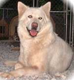 Hudsons Malamutes - Sanoma