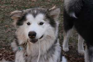 Hudsons Malamutes - Sasha - Shtiya