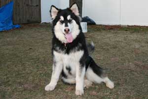 Hudsons Malamutes - Sasha - Shtiya