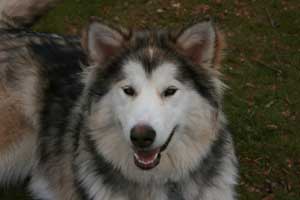 Hudsons Malamutes - Sasha - Shtiya