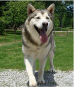 Hudsons Malamutes - Sequoia