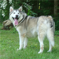 Hudsons Malamutes - Sequoia