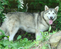 Hudsons Malamutes - Sequoia