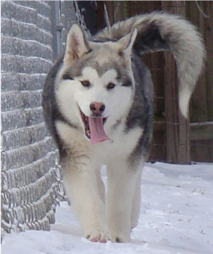 Hudsons Malamutes - Sequoia 