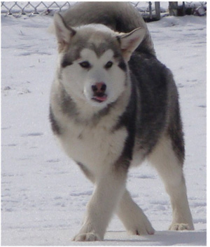 Hudsons Malamutes - Sequoia 