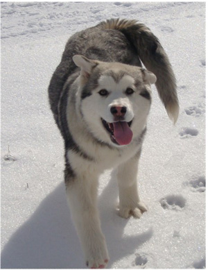 Hudsons Malamutes - Sequoia 