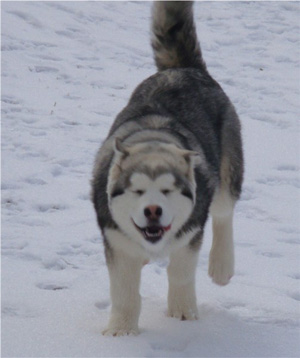 Hudsons Malamutes - Sequoia 