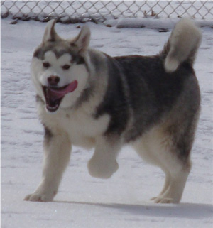 Hudsons Malamutes - Sequoia 