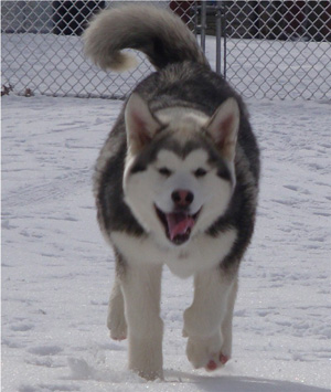 Hudsons Malamutes - Sequoia 