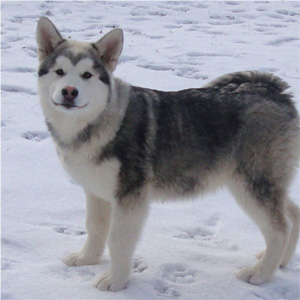 Hudsons Malamutes - Sequoia 