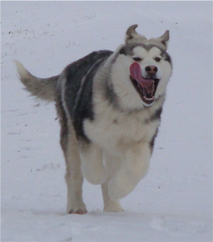 Hudsons Malamutes - Sequoia 