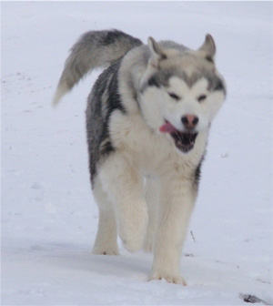 Hudsons Malamutes - Sequoia 