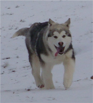 Hudsons Malamutes - Sequoia 