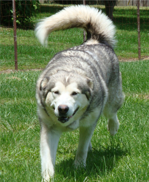 Hudsons Malamutes - Sequoia 