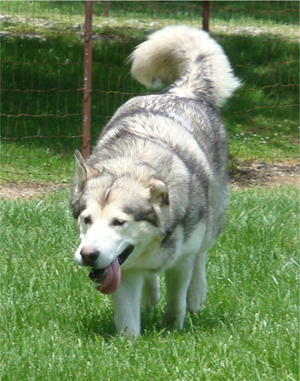 Hudsons Malamutes - Sequoia 