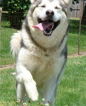 Hudsons Malamutes - Sequoia 