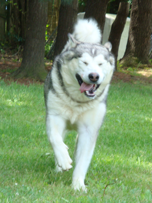 Hudsons Malamutes - Sequoia 