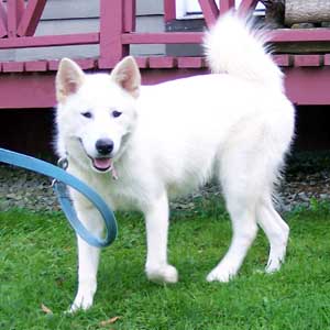 Hudons Malamutes - Serenity Snow Angel