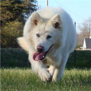 Hudsons Malamutes - Shahana