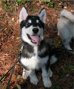 Hudsons Malamutes - Sitka Timber