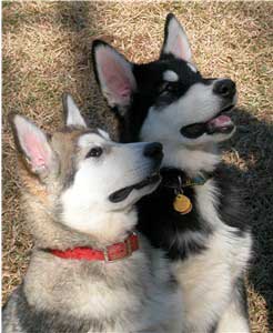 Hudsons Malamutes - Sitka Timber