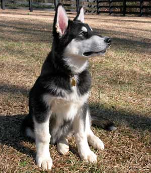 Hudsons Malamutes - Sitka Timber