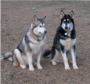 Hudsons Malamutes - Sitka Timber