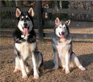 Hudsons Malamutes - Sitka Timber