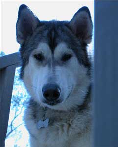 Hudsons Malamutes - Sitka Timber