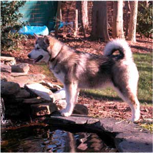 Hudsons Malamutes - Sitka Timber