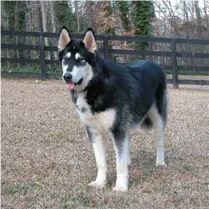 Hudsons Malamutes - Sitka Timber