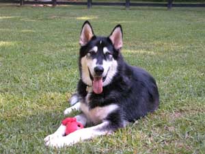 Hudsons Malamutes - Sophie Timber