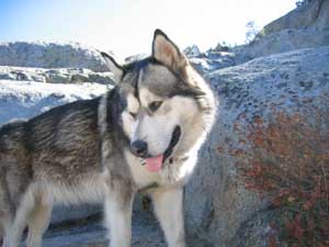 Hudsons Malamutes - Smokey