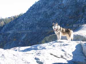 Hudsons Malamutes - Smokey