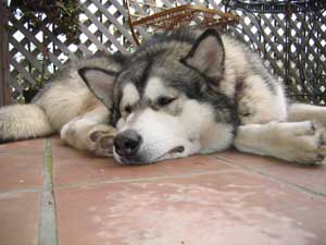 Hudsons Malamutes - Smokey