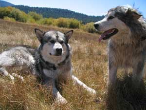 Hudsons Malamutes - Smokey