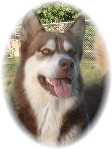 Hudsons Malamutes - Sophie