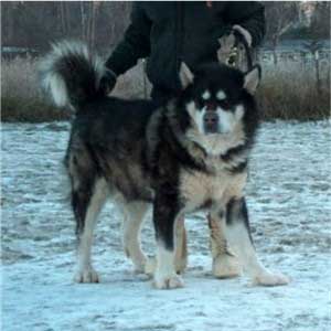 Hudsons Malamutes - Strykker - Prince