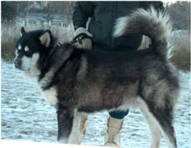 Hudsons Malamutes - Strykker - Prince