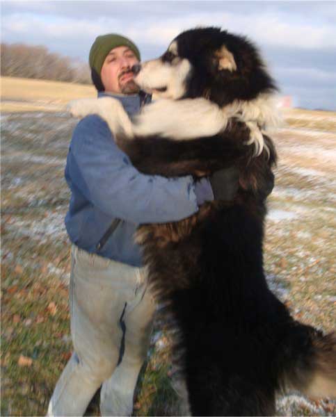 Hudsons Giant Alaskan Malamutes - Stryker