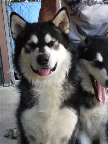 Hudsons Malamutes - Summer and Thunder