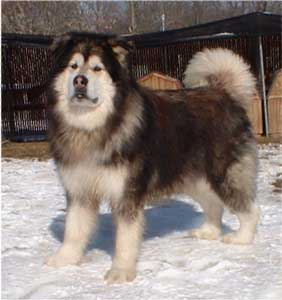 Hudsons Malamutes - Sumo