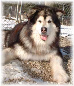 Hudsons Malamutes - Sumo