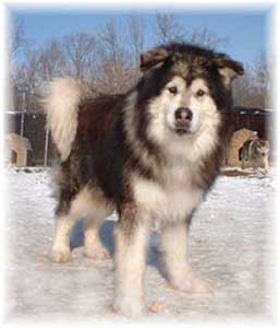 Hudsons Malamutes - Sumo - Chaoz grandfather