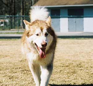 Hudsons Malamutes - Talon