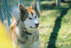 Hudsons Malamutes - Talon