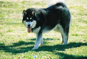 Hudsons Malamutes - Talon