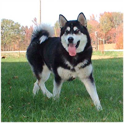 Hudsons Malamutes - Talon