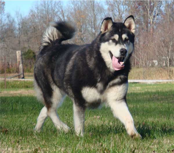 Hudsons Malamutes - Talon